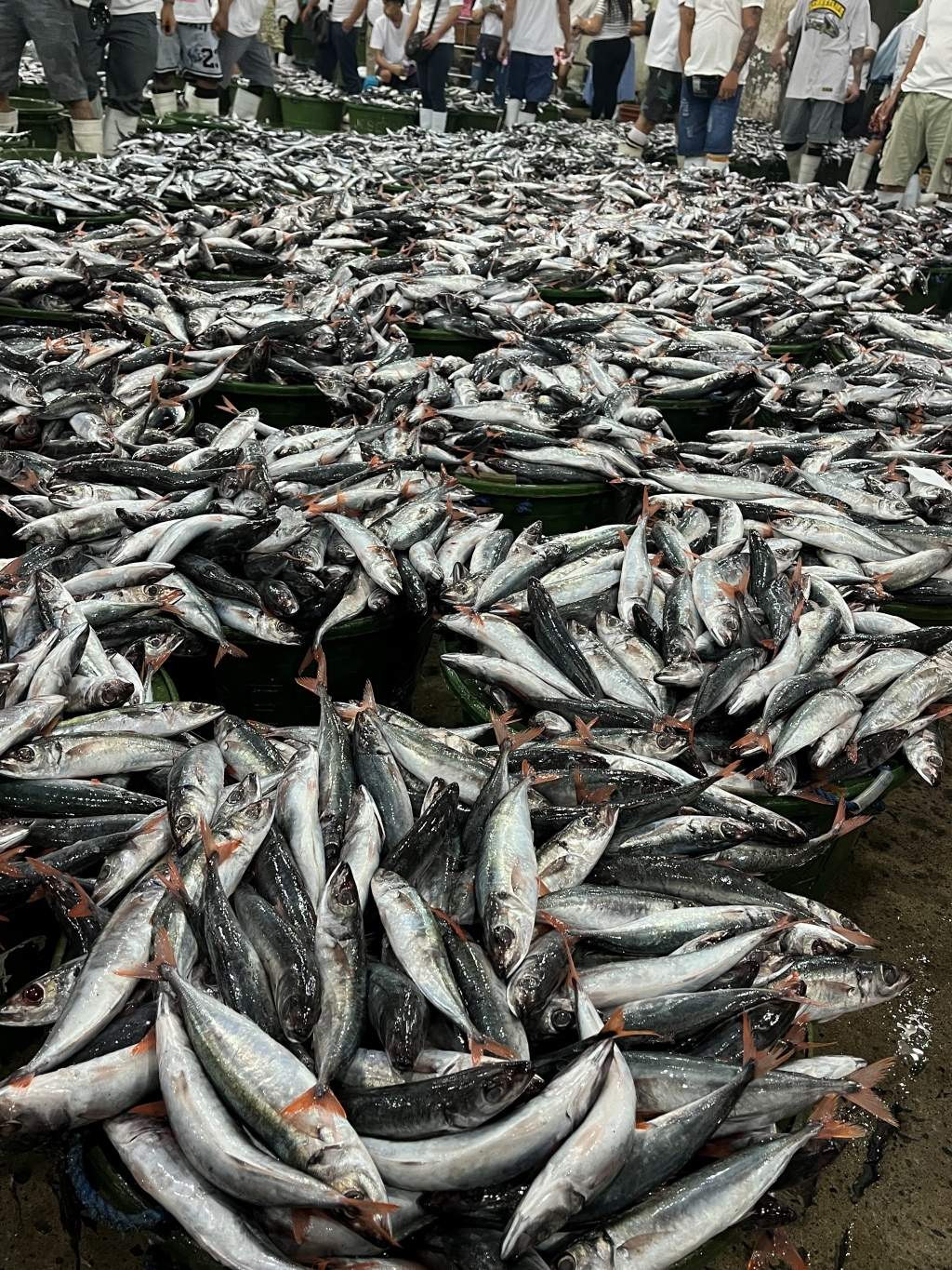 Fishermen sorting the day's catch at Navotas Fish Port