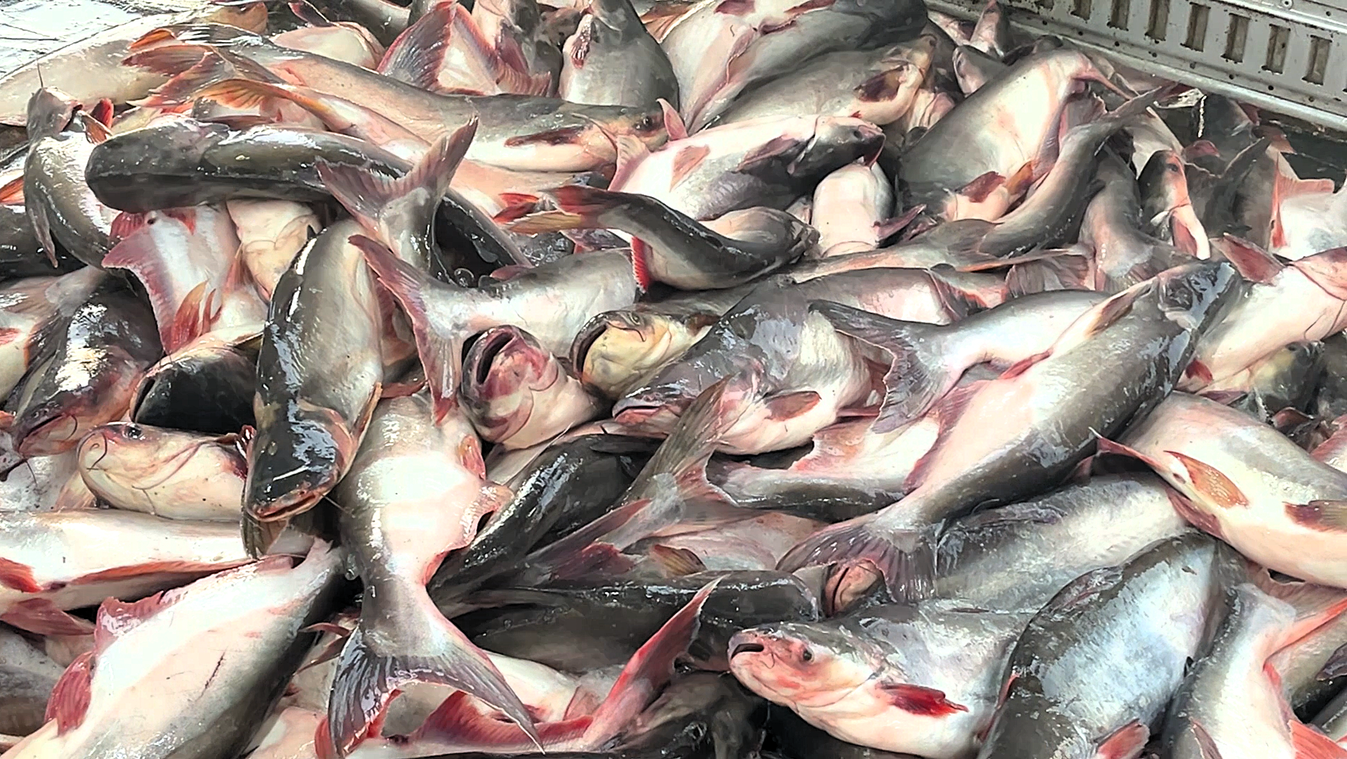 Wet market seafood display