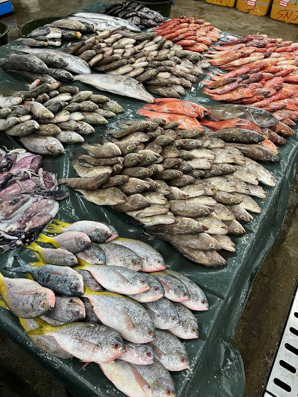 Buyer inspecting fresh seafood quality