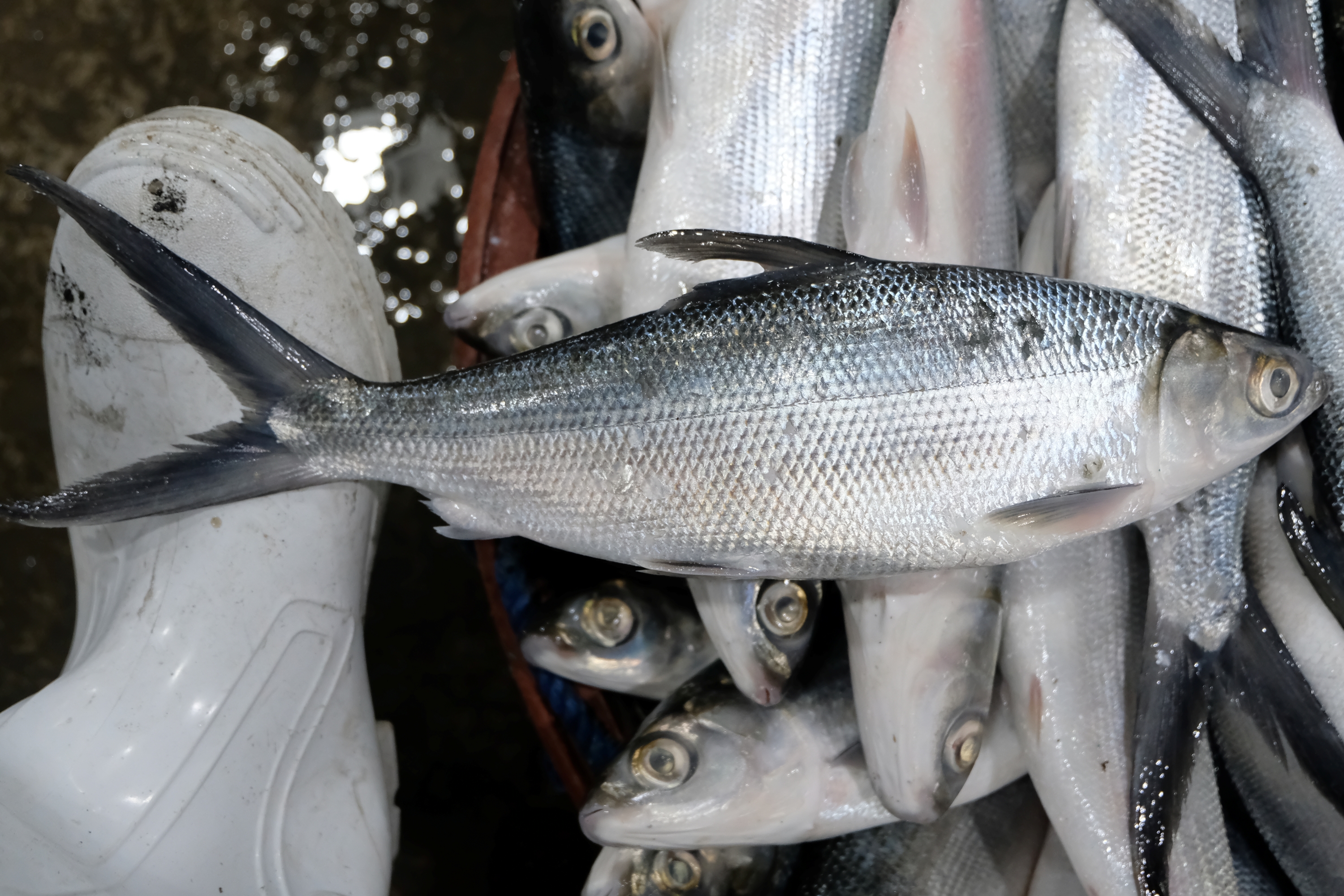 Bangus Pangasinan Thumbnail