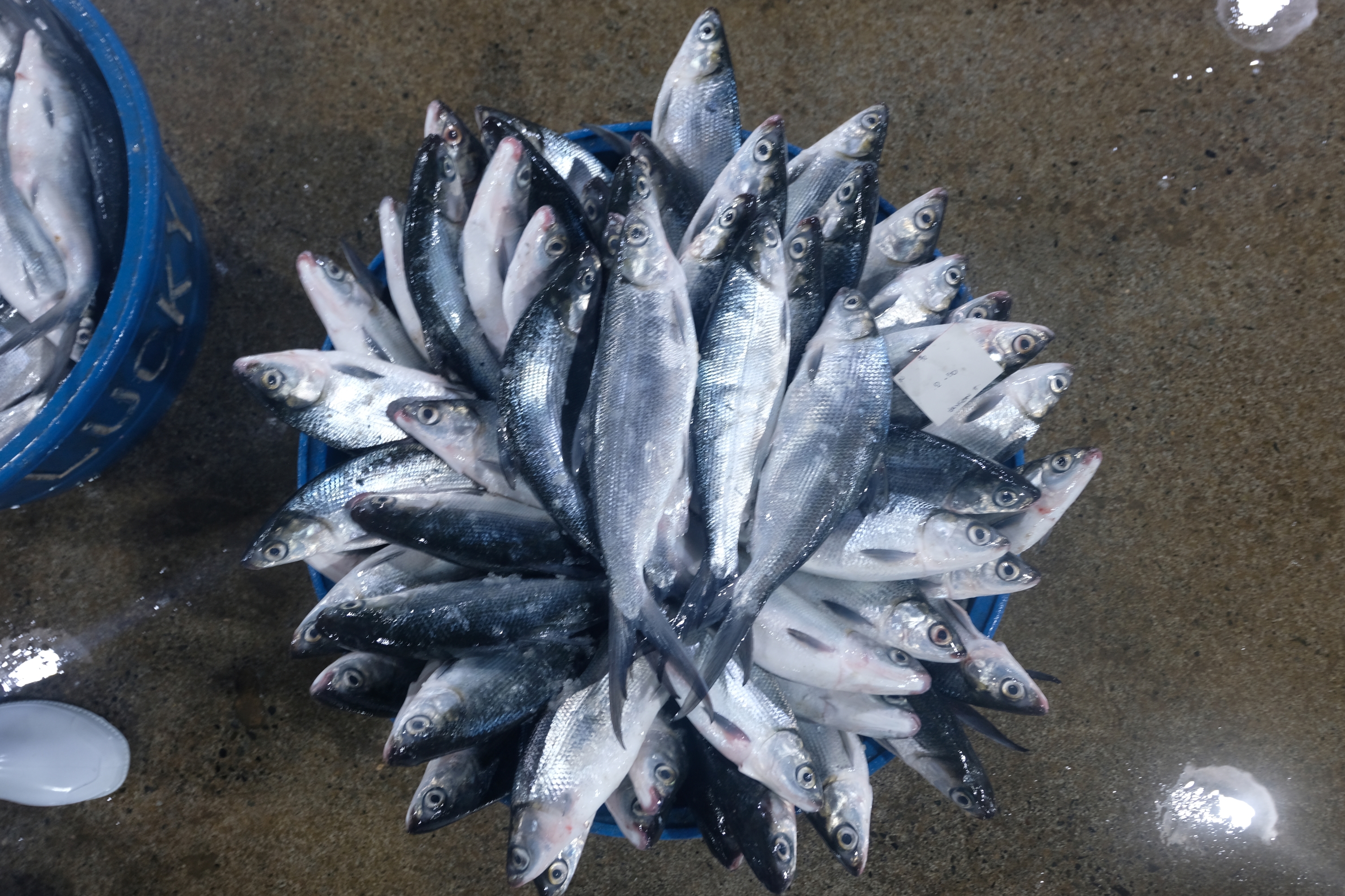 Bangus Pangasinan Thumbnail