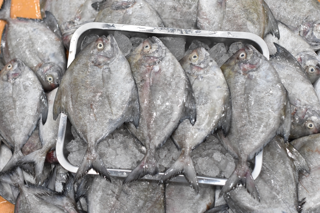 Pompano
