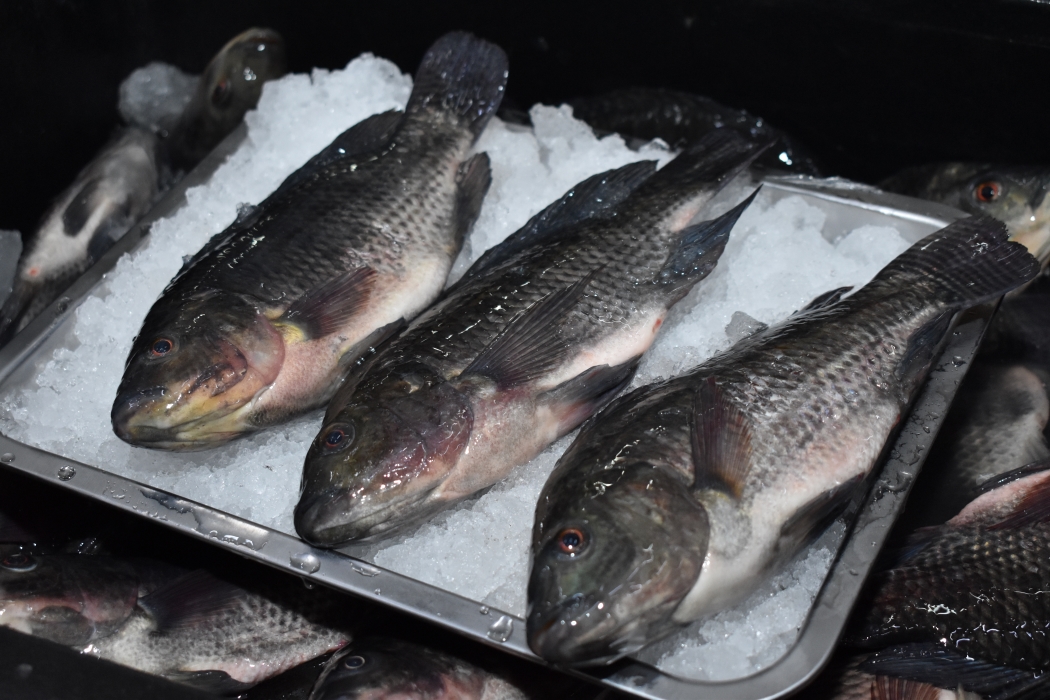 Tilapia Batangas