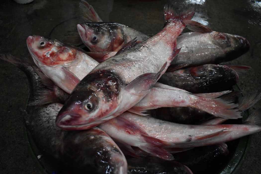 Pangasius (Cream Dory)