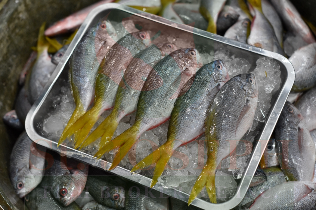 Dalagang Bukid (Lapad)