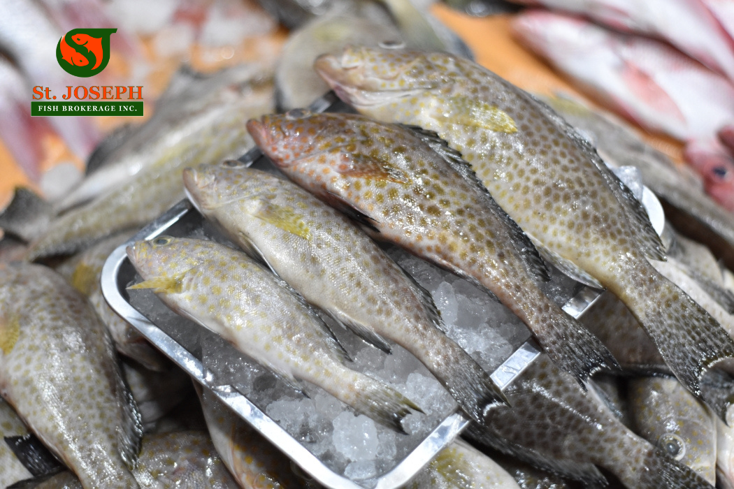 Lapu-Lapu (Ulpot)