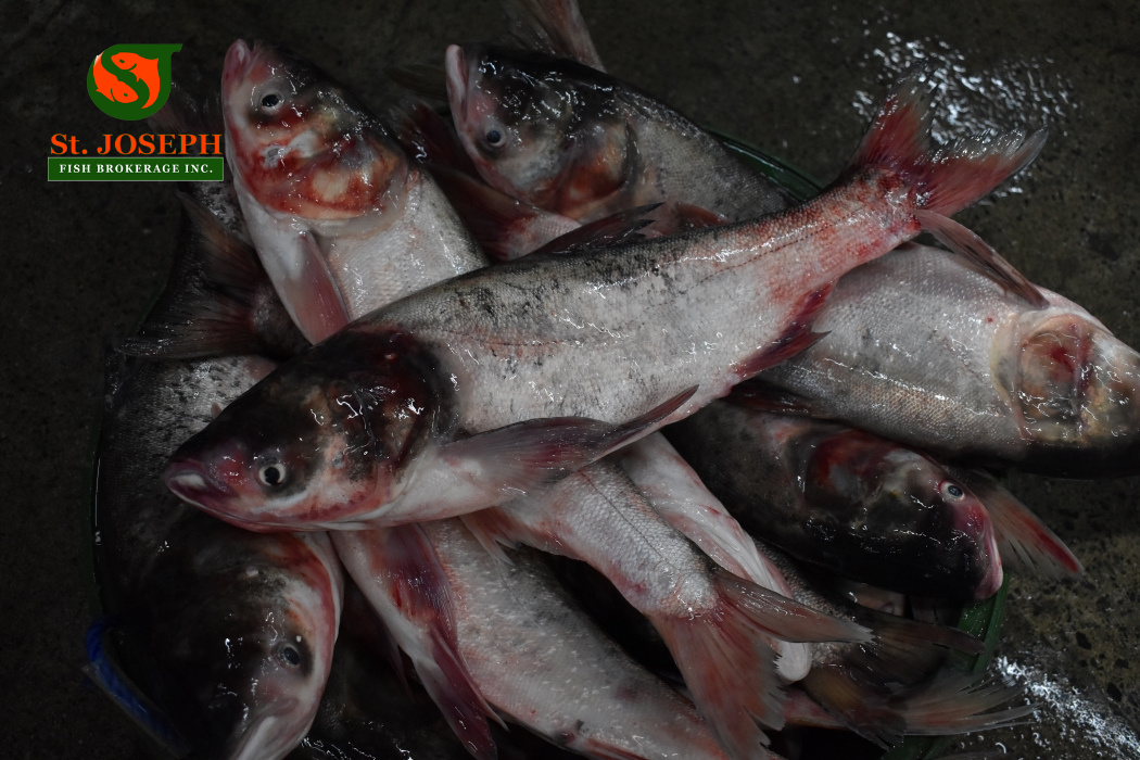 Pangasius (Cream Dory)