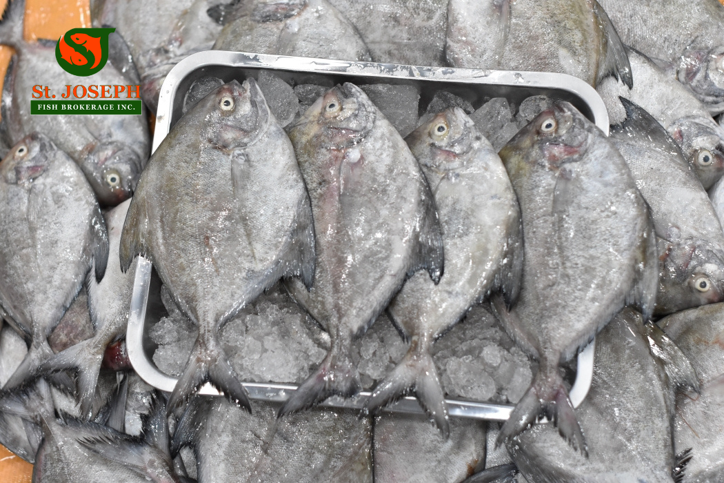 Pompano