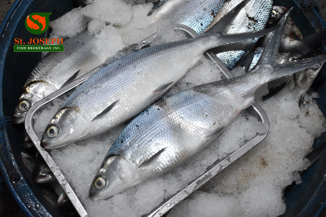 Bangus Pangasinan