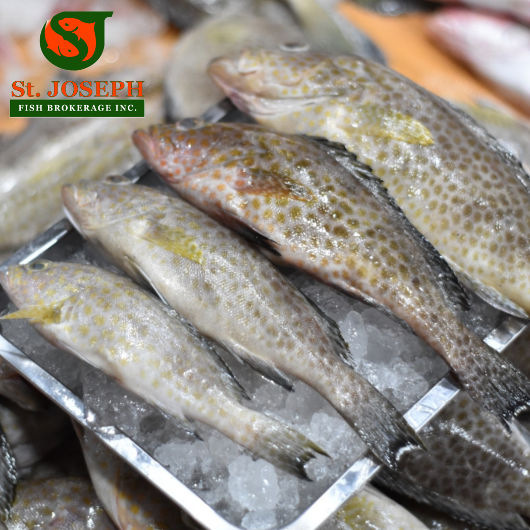 Lapu-Lapu (Ulpot)