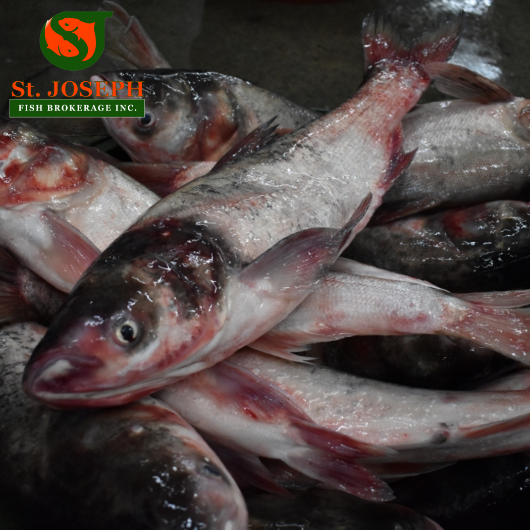 Pangasius (Cream Dory)