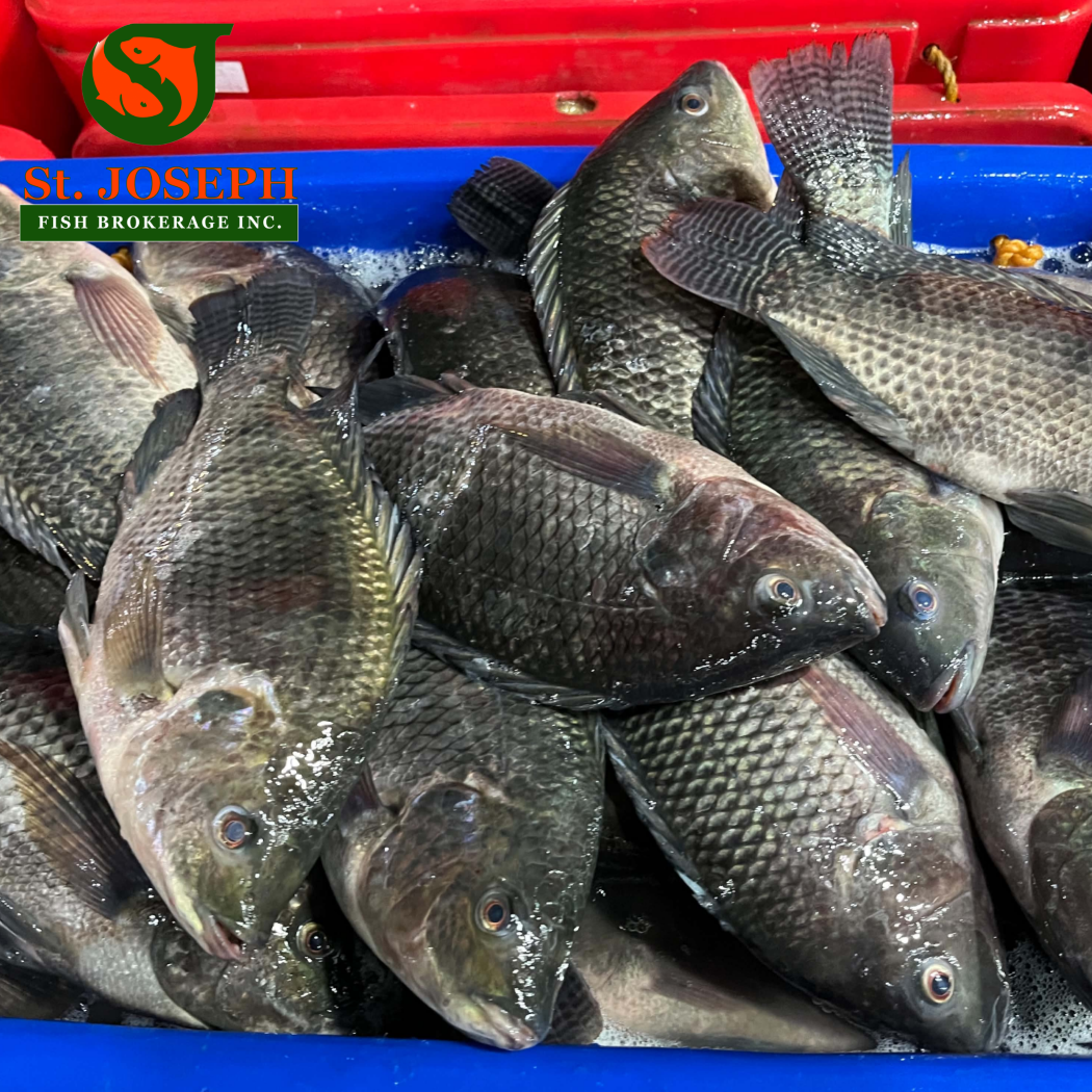 Tilapia Batangas