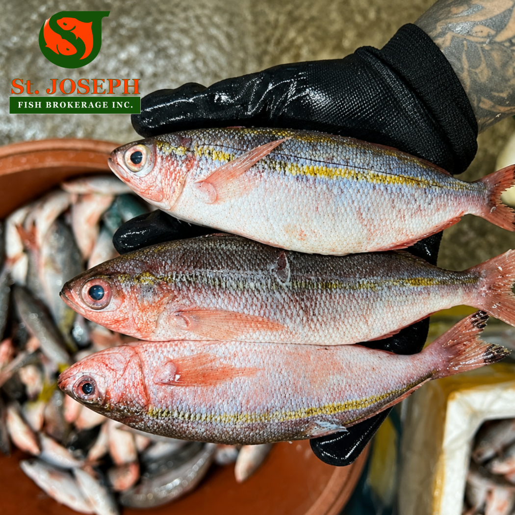 Dalagang Bukid (Bilog)